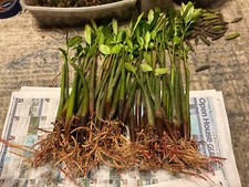 *1 red  mangrove*AQUARIUM FISH