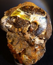 Fossile, Perlmutt Ammonit