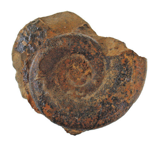 Karbon prolecanites mapesi - karbon,