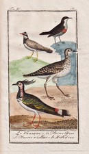 Kiebitz lapwing vanneau Vogel