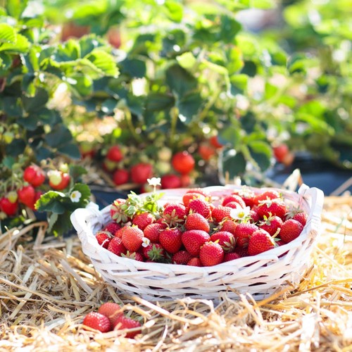 Garten holzwolle für - garten-holzwolle,