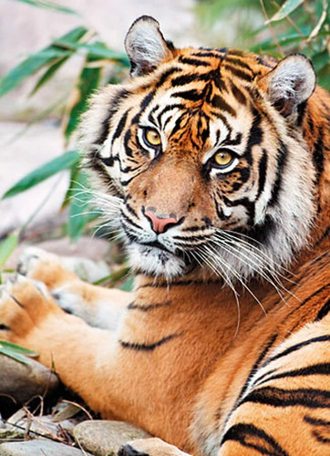 Puzzle tigerportrait - puzzle, (1000
