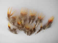 10  gelbe  Fasanen Federn, Goldfasan  7  cm, Basteln, Floristik
