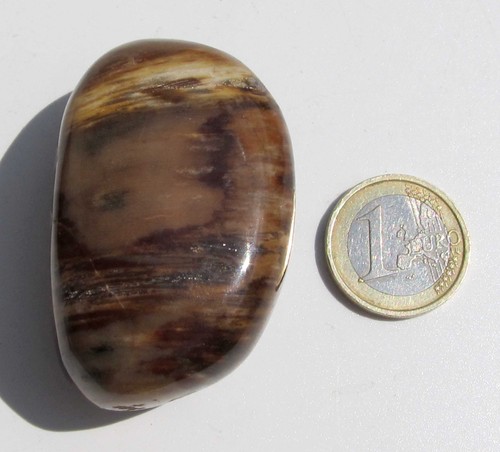 Versteinertes holz fossil - holz,,