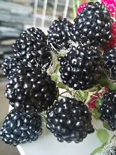 12 Brombeeren schwarz