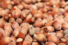 Haselnüsse in der Schale   Ernte 2025 Bio-Qualität