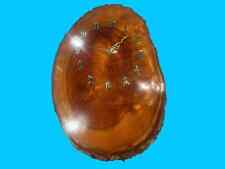 1970er Baumstamm Wanduhr Küchenuhr Holz mit Uhrwerk Quartz läuft 40cm Germany