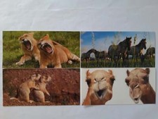 Ansichtskarten tiere 4er xxl - ansichtskarten,