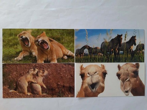 Ansichtskarten tiere 4er xxl - ansichtskarten,
