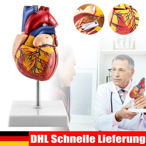 Anatomie modell herz des - modell,