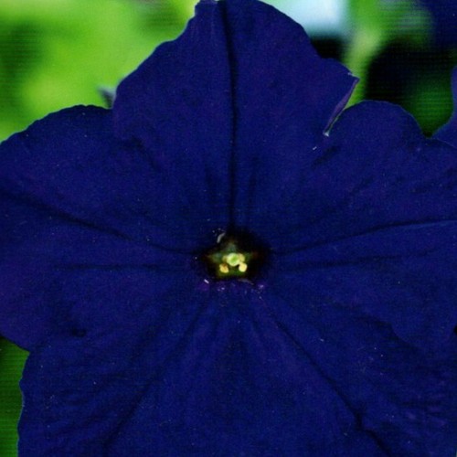 Petunien blau petunia balkon - blau,