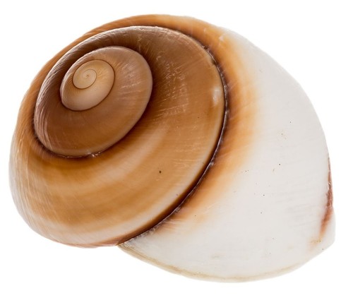 Nadeco lamarkiana schnecke - nadeco,