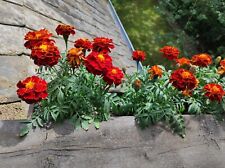 TAGETES ROTER STERN 150 Samen