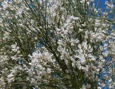 Elfenbeinginster Ginster