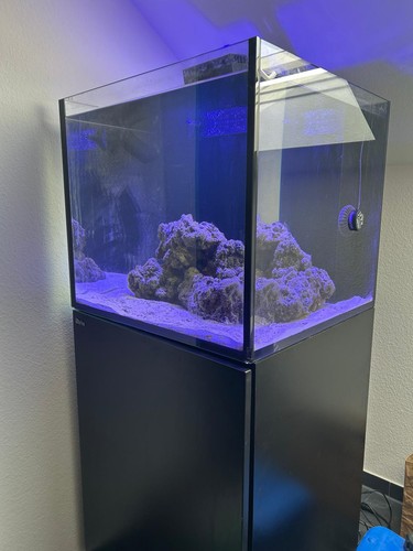 Red sea reefer - red, g2
