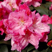 Großblumige Rhododendron