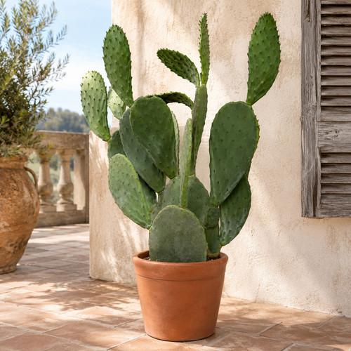 Opuntia ficus indica - opuntia,