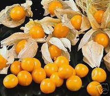 SAMEN Balkon Terrasse