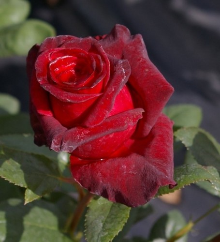 Edelrose black baccara - edelrose, ®