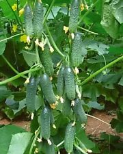 Огурец Артист F1 Artist F1 Gurkensamen, Seeds, Samen, Gurken