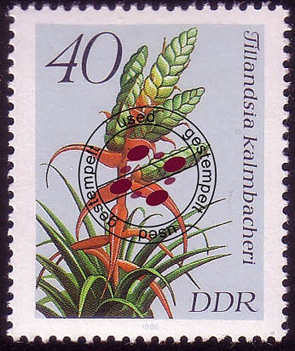 3151 bromelien o - pf,