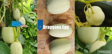 Gurken Samen Sorte: Dragons Egg Alte Sorte
