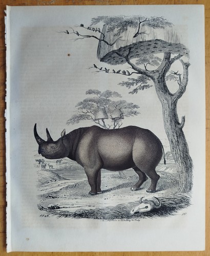 Nashorn rhinoceros buch der - rhinoceros,