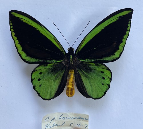 Entomologie*Ornithoptera