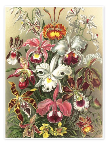 Poster orchideen orchidae - orchideen,,