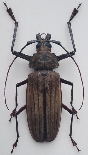 Prioninae cerambycidae - prioninae,,