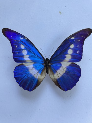 Entomologie morpho rhetenor - entomologie*morpho,