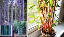Bambus-Set Blau + Rot für die Wohnung drinnen Zimmerpflanzen gross Presente