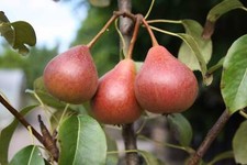 Petersbirne birnenbaum - **petersbirne,