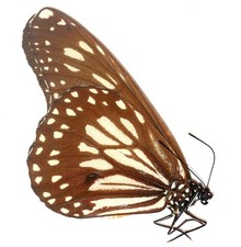 LEPIDOPTERA, NYMPHALIDAE