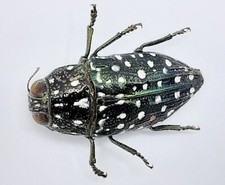 Buprestidae, Dicercomorpha