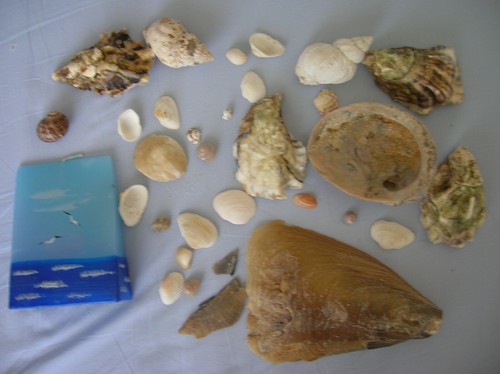 Muschelmix echte muscheln - muschelmix,