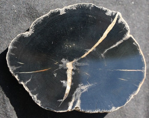Versteinertes holz aus - aus, usa