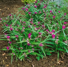 Tradescantia x andersoniana
