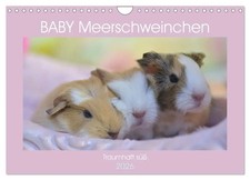 BABY Meerschweinchen Traumhaft