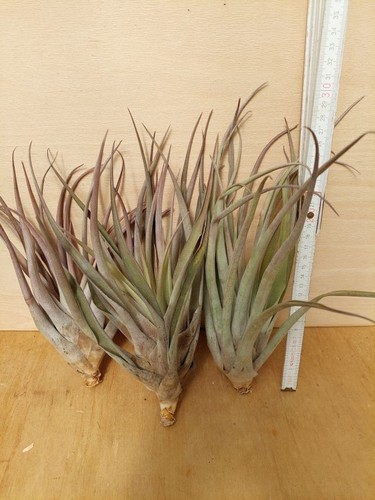 Tillandsia capitata xl - ,