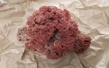 rote Natur Meeres Koralle