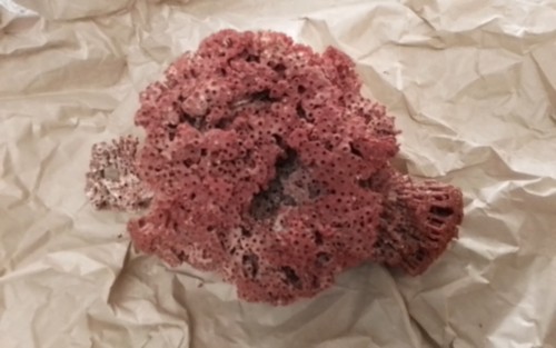 Rote natur meeres - natur,
