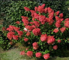 Hortensie WIM'S RED