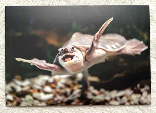 Postkarte - 1,