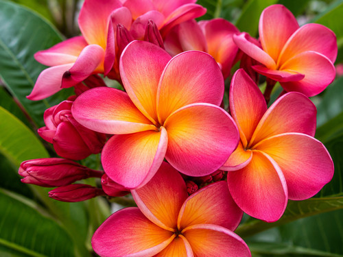 8000966 rote plumeria - rote, rubra