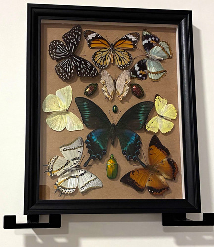 Schmetterling präparat - schmetterling,