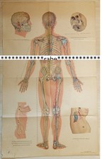 Akupunktur-Poster  Papier /