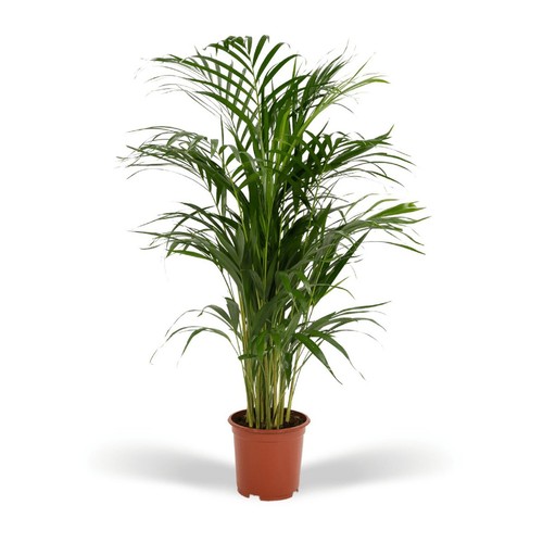 Areca palme - areca-palme, (dypsis