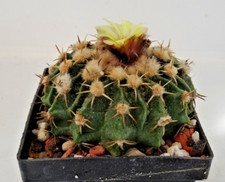 Kakteen – Kaktus – Wigginsia vorwerkii klein - 1 Pflanze