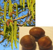 4 Samen Baumhasel (Corylus